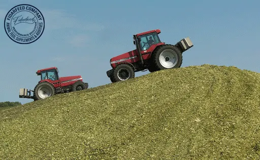 TMR Silage as Complete Feed, Dairy Cows