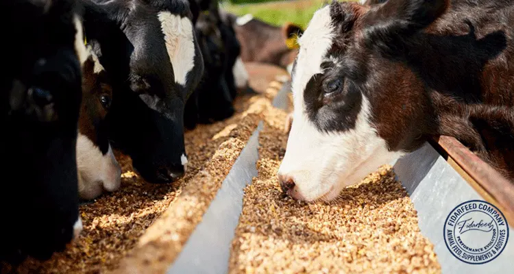 Key Questions to Ask Your Animal Feed Supplier for Top Results