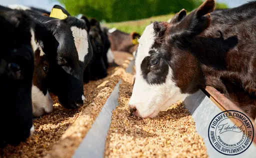 Animal Feed Supplier