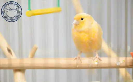 Healthy Pet Bird
