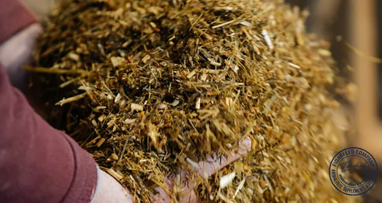 What Is TMR Silage and Why Is It a Smart Choice for Livestock Feed?