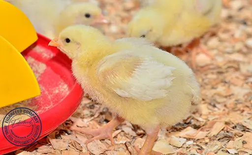 Sudden Dietary Changes