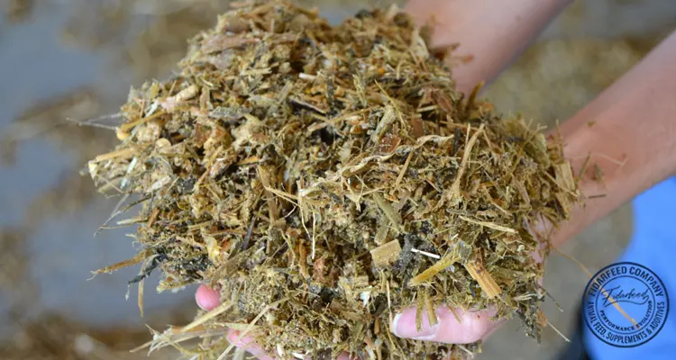 Silage vs. TMR: Which is Right for Your Herd?