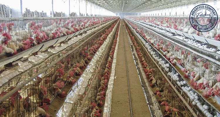 How Stocking Density Affects Chicken Health and Egg Laying