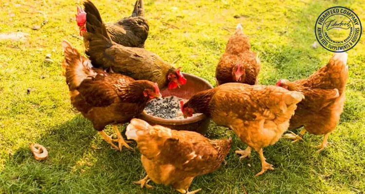 Daily Chicken Care Checklist: A Comprehensive Guide