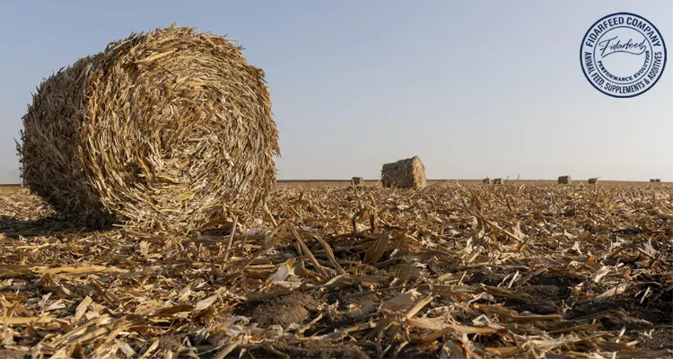 Silage Time of Year and Its Impact on Dairy Production