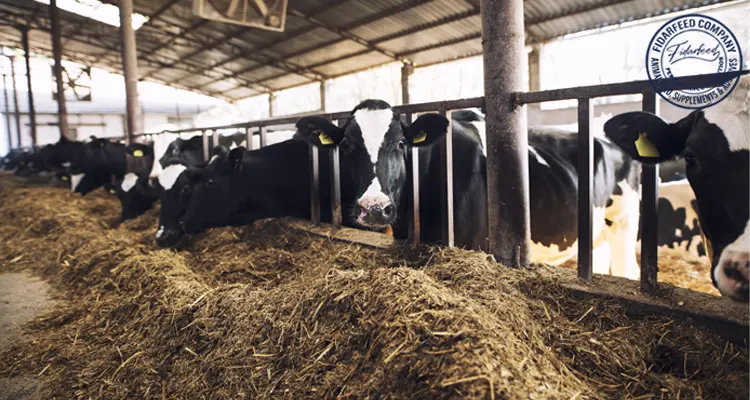 Bulk Cattle Feed Prices: A Guide to Affordable Buying