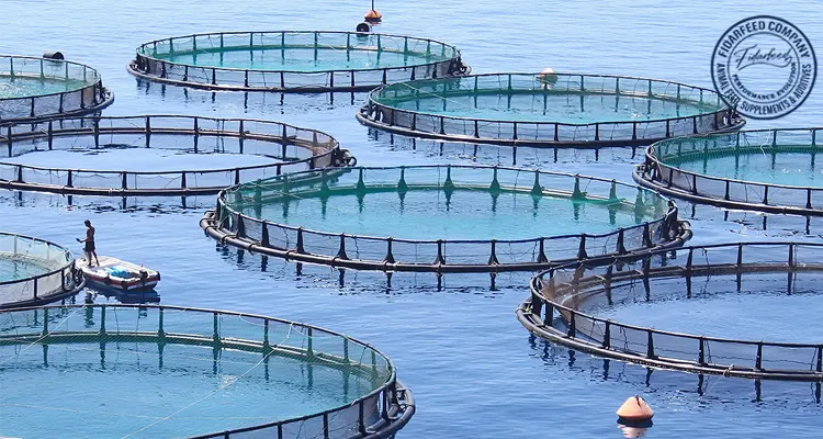 Can Probiotics Really Boost Fish Growth in Aquaculture?