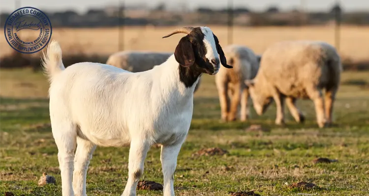 The Key to Healthy Ruminants: Probiotic Supplements