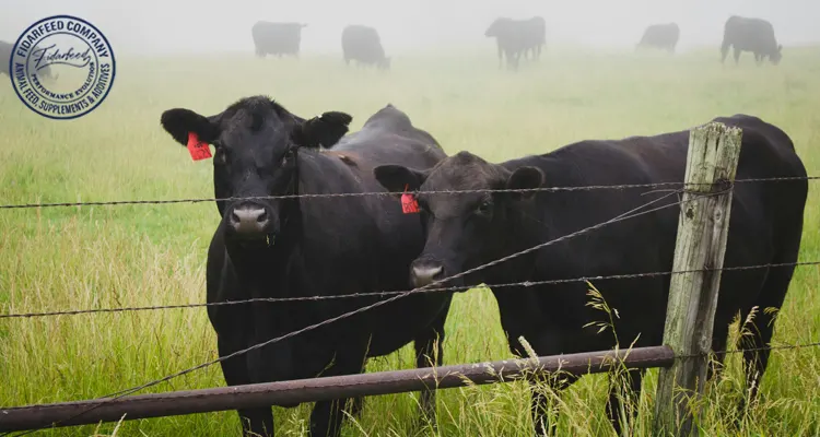 Looking for a Natural Way to Improve Rumen Function? Try Probiotics