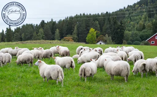 Animal Bulk Probiotic Suppliers