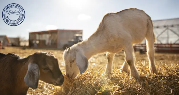 Type of Silage: A Comprehensive Guide for Livestock Farmers