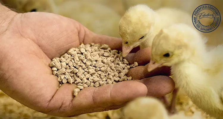 Why Choose Prepared Feed for Your Farm Animals: Livestock, Poultry, and Aquaculture