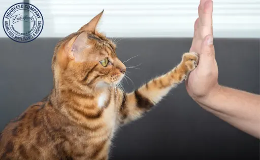 How to Train Your Cat