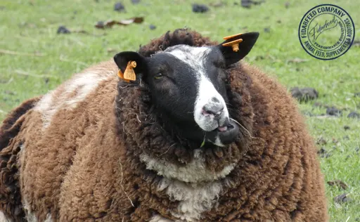 Rumen Health Problems