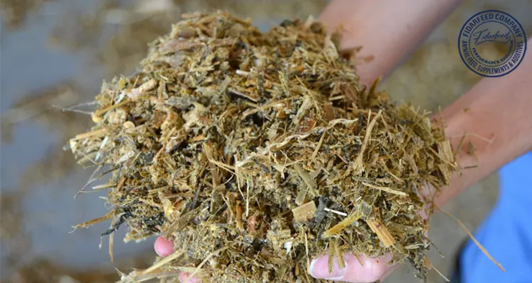 TMR Silage Production: A Farm-to-Feed Process