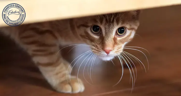 Is Your Furry Friend Stressed? Common Causes of Stress in Cats