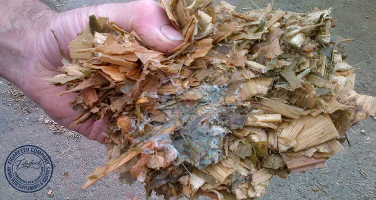 Common Challenges in TMR Silage and How to Solve Them