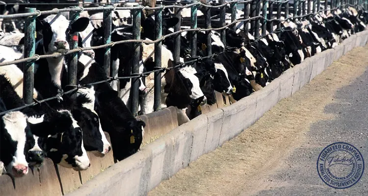 Top Tips for Choosing the Best Animal Probiotic Supplier