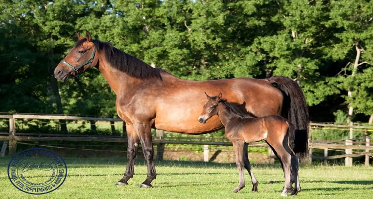 Holstein Horses: Strength and Stamina for Heavy Work