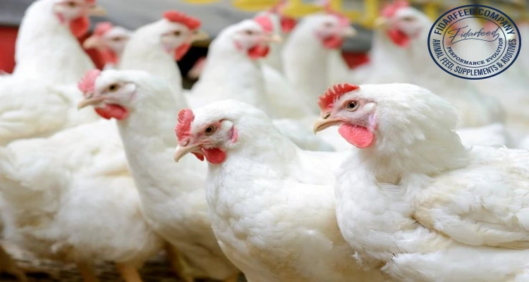 Cobb 500: The Broiler Breeder's First Choice - Unveiled