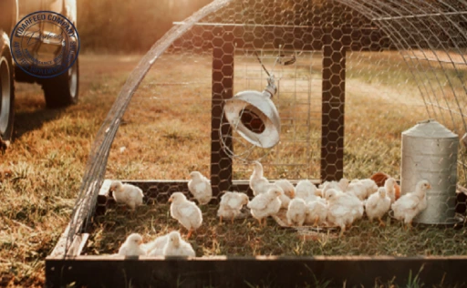 How to Breed Broilers at Home