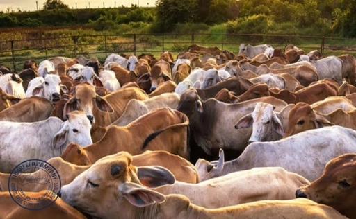 Alternative Protein Sources in Livestock Farming