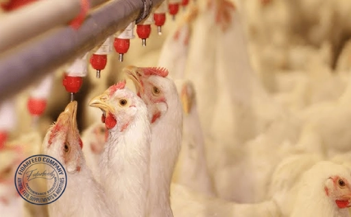 how to breed broiler chickens