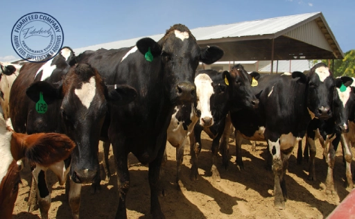 Signs of Stress in Cows