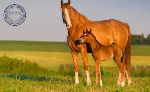 Feed for Young Horses