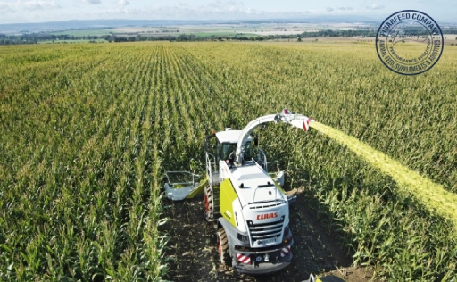 Is Corn Silage Good for Cows