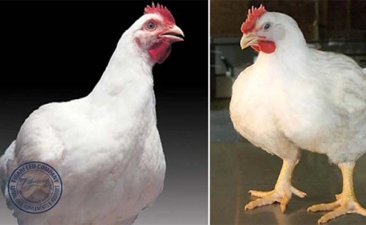 Ross 308 vs. Cobb 500