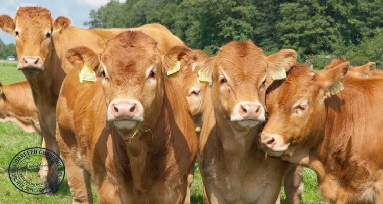 How to Treat BRD in Calves: Effective Strategies to Combat Bovine Respiratory Disease