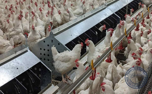 Broiler Breeder Management Guide