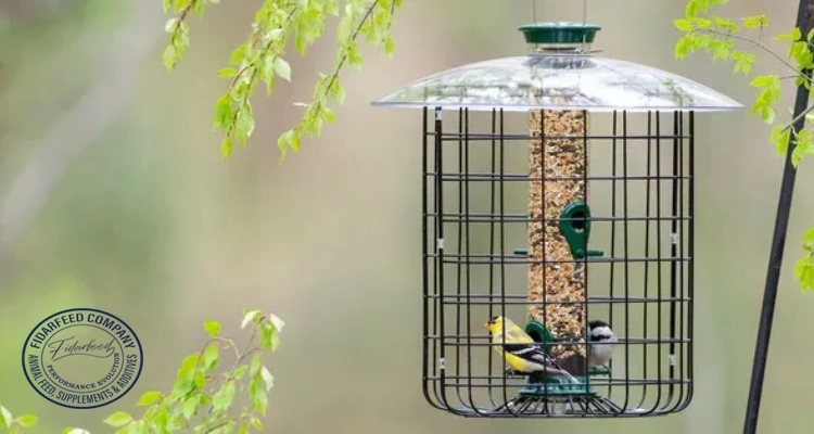 Probiotic Caged Birds: The Key to a Healthier Companion