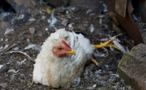 Early Signs of Marek's Disease in Chickens