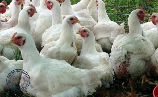 Cobb 500 Broiler Manual