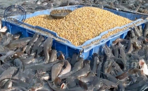 How Are Farmed Fish Fed