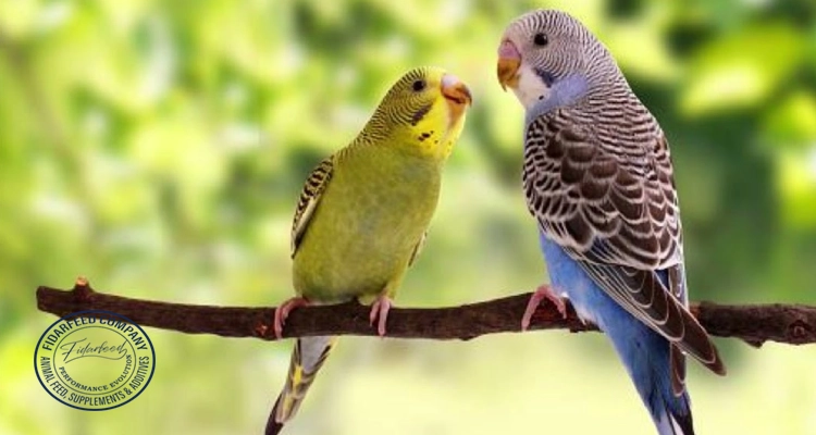 Top Deadly Budgerigar Diseases and How to Prevent Them