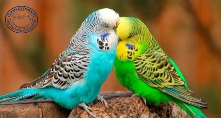 Beginner’s Guide to Budgie Care: Keep Your Pet Bird Healthy and Happy