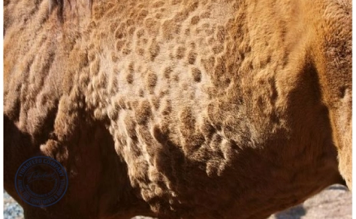 skin diseases in horses