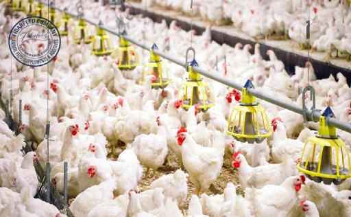 Management of Breeding Stock and Broilers