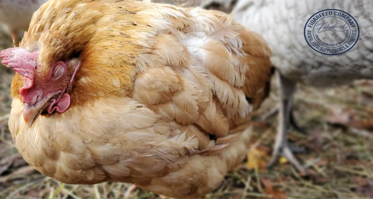 What Causes Coccidiosis in Chickens? A Comprehensive Guide