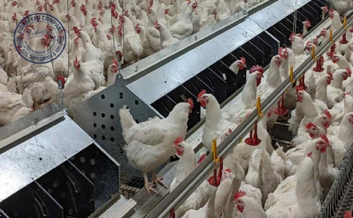 Poultry Breeder Management Guide