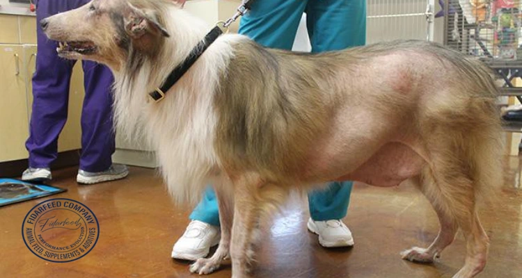 Understanding Skin Problems and Hair Loss in Dogs: Symptoms, Causes & Solutions