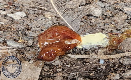 Broiler Chicken Health