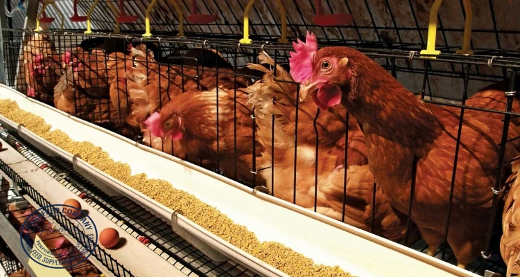 The Complete Guide to Hen Growth Stages: From Chick to Laying Hen