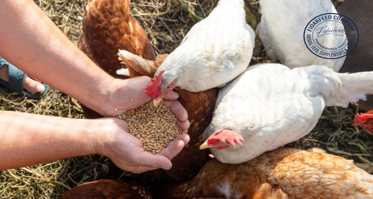 Understanding Chicken Feed Stages: A Complete Guide for Poultry Farmers