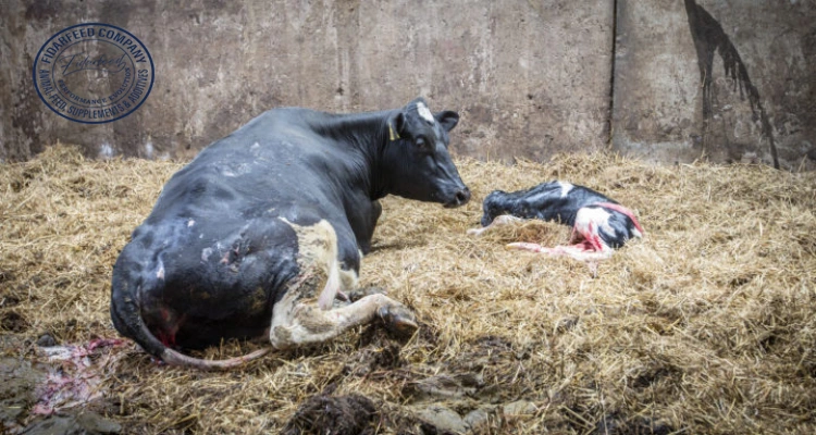 Q Fever in Cattle: Impacts, Symptoms, and Treatment Methods