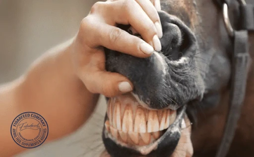 How to Treat Gingivitis in Horses